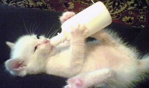 主人每天给小猫喂牛奶,不到两个月就后悔了,天天都得 防贼