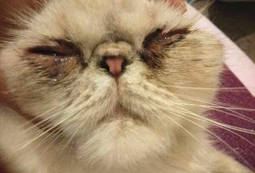 猫咪的眼部疾病怎么护理 其实很简单