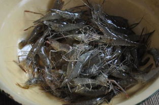 在鱼缸里养的小河虾有一部分身子内变成了白色 而且没多久就死了 是怎么回事 怎样才能避免小河虾死亡 