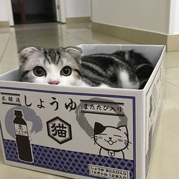 猫窝再贵又如何,纸箱子才是猫咪的最爱
