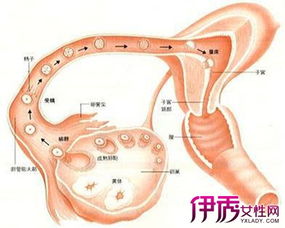 有哪些治疗方法可以帮助小蚕恢复健康？