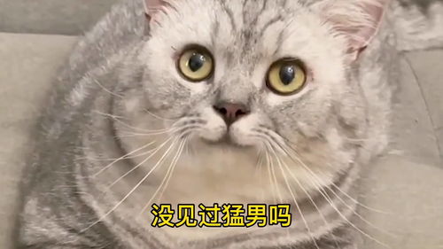 我家猫绝育一年后,还给我送了个超级大惊喜 绝育的猫真能怀孕吗 