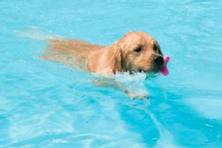 宠物SPA 不仅仅是洗澡那么简单 正确使用宠物SPA,为宠物健康护航 