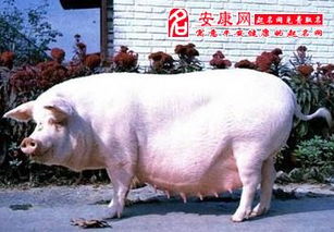 梦见一只大白猪