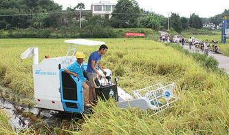 十年后,农民还能靠种地生活吗 农民除了种地还有什么出路 