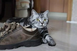 如果你的鞋没有被猫咪睡过,铲屎官可要好好反省一下了 鞋子 