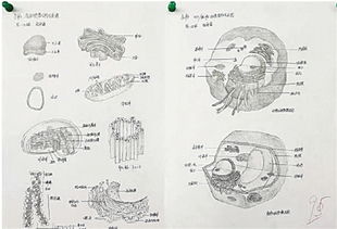 杭州一中学办手绘动植物细胞大赛 激发学生对生物课的好奇心