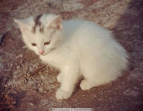 小白猫有5条鱼小白猫给小黑猫2条后这时小灰猫的条数是小白猫3倍小灰猫原来有多少条鱼 