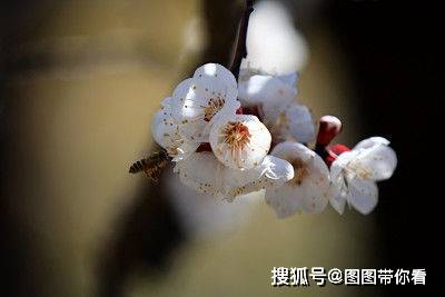 明天惊蛰,6样 蛰食 别忘了吃 寓意平安吉祥,老传统不能丢