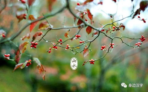 用盛开和翠绿造句;春雨微风玫瑰写一段话五十字左右？