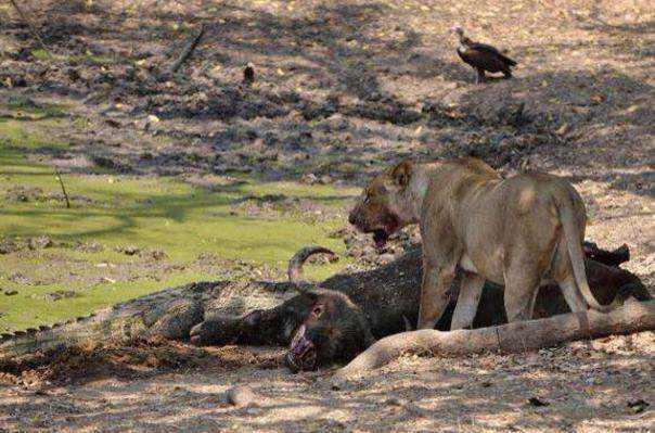 狮子捡到一头水牛尸体,竟然吃了一口就跑了,究竟发生了什么