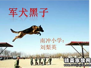 军犬黑子的读后感