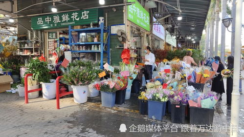 荷兰花卉小镇,深圳南山的特色花鸟市场,值得来逛一逛