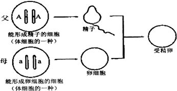 蜘蛛苍蝇蜜蜂哪个不是昆虫（蜘蛛苍蝇蚂蚁蜻蜓哪个不是昆虫） 第1张