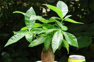 阿司匹林怎么养发财树能很快恢复成长