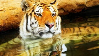 梦见又是老虎又是水好不好