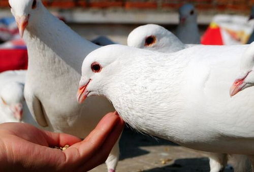 新手养鸽子养几只适宜 鸽子科学饲养管理方法 