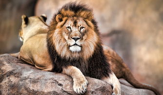 狮子与鬣狗积怨极深,为啥狮子却不去捕食鬣狗呢