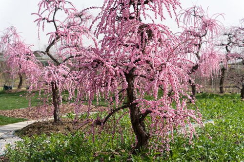 无锡网红梅花开了,它的名字叫龙梅,家住花星球,最近冲上了热搜