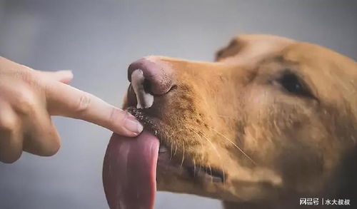 狗狗喜欢舔人,竟是为了这几件事