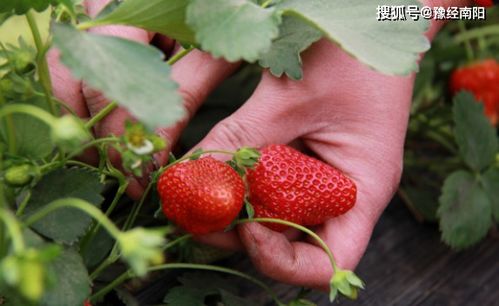 南阳的草莓熟了 田园采摘正当时