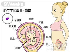 怀孕九周胎儿图,怀孕9周吃什么 注意什么 亲子百科 