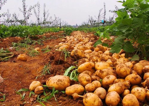 北京土豆几月份种植合适,世界马铃薯种植面积最大的国家是？
