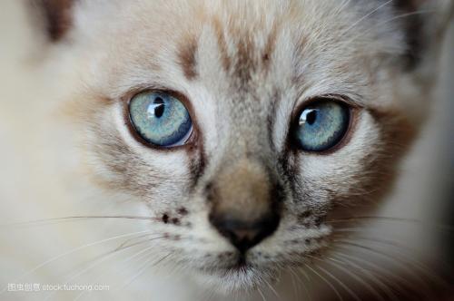 小猫的眼睛很有趣,它的瞳孔一天三变 早上是什么形的 