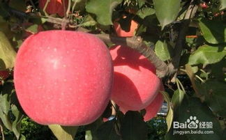 怎样种出又大又红的苹果 