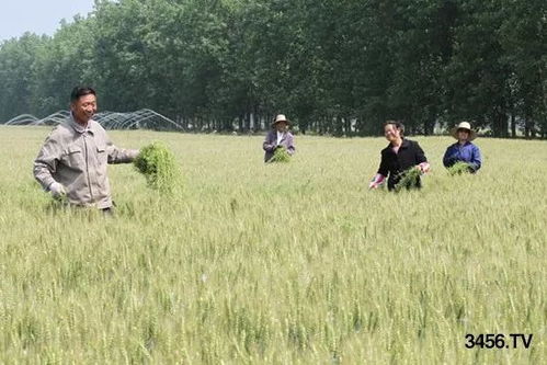 除草剂口诀 三打三不打,二抓二不抓