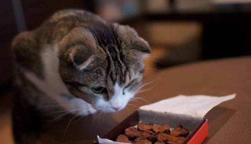 猫咪对食物做出埋猫砂的动作,除了不喜欢食物,还可能是这些原因