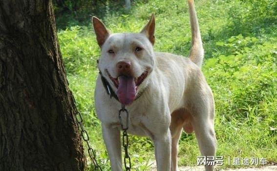 中国境内,被誉为丛林4大捕快的原生犬,其中它是八旗子弟的玩物