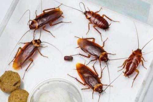 如何有效的驱赶蟑螂或者杀死蟑螂,把蟑螂从家里赶出去 