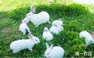 肉兔要怎么育肥 肉兔育肥的注意事项