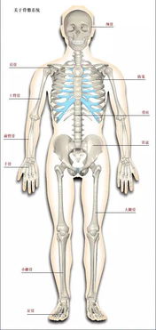 人体骨骼系统,建议大家收藏