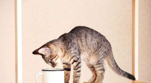 养猫未解之谜 猫为什么总爱喝主人水杯里的水,答案来了