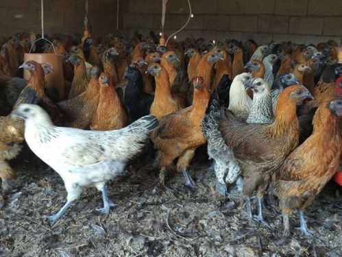 山林散养土鸡过程中的雏鸡管理技术