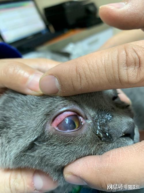 如何发现猫咪眼里的结膜炎