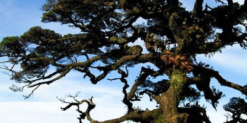 最常见的南方松树种类有哪些 