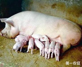 提高母猪产仔率的几个方法