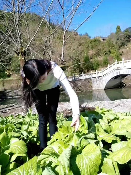 回家感觉真好菜地我来了 