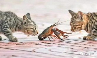 猫吃鱼容易,小猫想吃小龙虾难 
