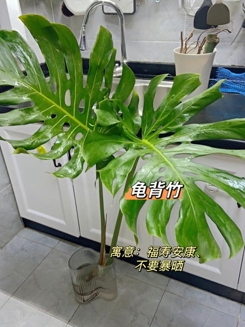 适合懒人养的九款绿植来咯 