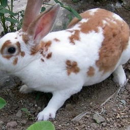山东盛大獭兔种兔肉兔养殖场獭兔品种獭兔价格 