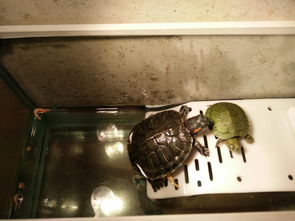 直径3厘米的小巴西龟得了肺炎,老张嘴不吃东西 行动缓慢 怎么治 如图小乌龟 