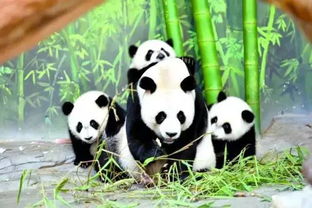 熊猫吃竹子为什么不会被扎得满口是血