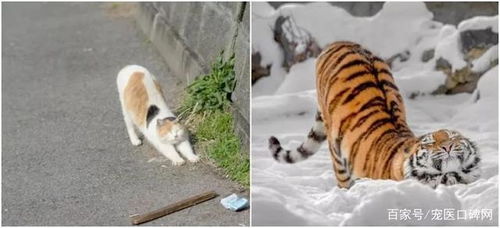 假如猫和老虎一样大,猫能秒杀老虎吗