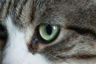 猫眼里看到人或物是什么样子 