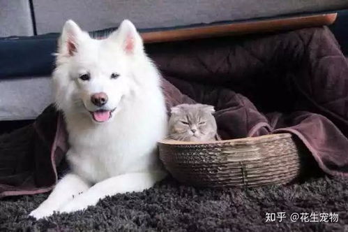 猫和狗,谁的智商更高一些呢 