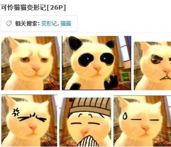 这猫头像叫什么名字 